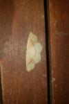 Cyclophora punctaria