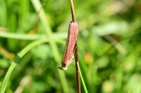 Oncocera semirubella