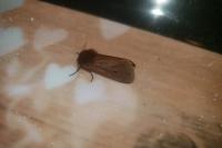 Phragmatobia fuliginosa