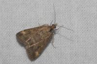 Pyrausta despicata
