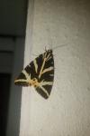 Euplagia quadripunctaria