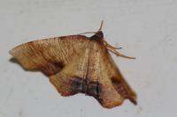 Plagodis dolabraria