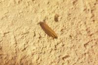 Oncocera semirubella