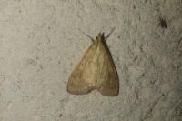 Ostrinia nubilalis