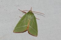 Pseudoips prasinanus