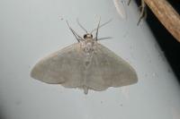 Idaea subsericeata