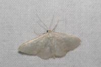 Idaea subsericeata