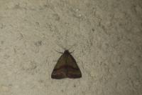 Phytometra viridaria