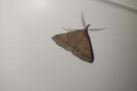 Polypogon plumigeralis