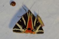 Euplagia quadripunctaria