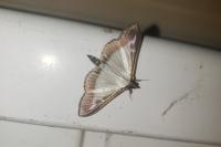 Cydalima perspectalis