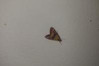Pyrausta virginalis