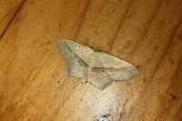 Scopula imitaria