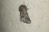 Thaumetopoea pityocampa
