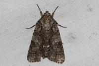 Acronicta rumicis