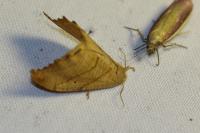 Falcaria lacertinaria
