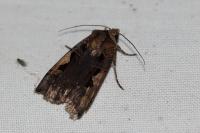 Xestia c-nigrum