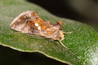Chrysodeixis chalcites