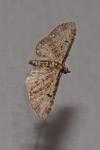 Eupithecia tripunctaria