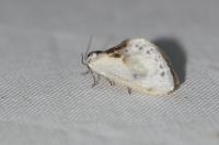 Cilix glaucata