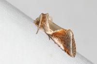 Habrosyne pyritoides
