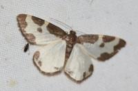 Lomaspilis marginata
