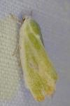 Earias clorana