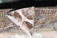 Dysgonia algira