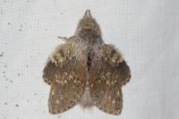 Stauropus fagi