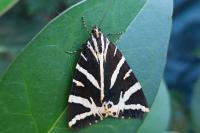 Euplagia quadripunctaria