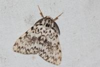 Lymantria monacha