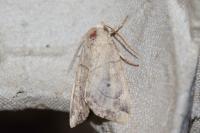 Cosmia trapezina