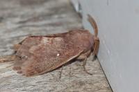 Dendrolimus pini pini