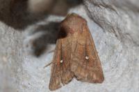 Mythimna albipuncta