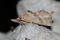 Pterostoma palpina
