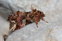Callopistria juventina