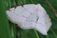 Stegania trimaculata