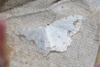 Scopula ornata