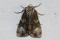 Craniophora ligustri