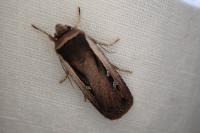 Ochropleura leucogaster