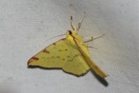 Opisthograptis luteolata