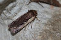 Ochropleura plecta