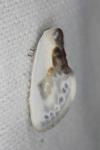 Cilix glaucata
