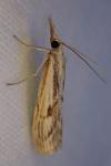 Agriphila inquinatella