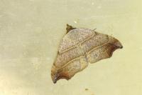 Laspeyria flexula