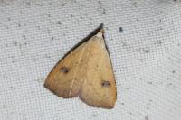 Rivula sericealis