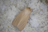 Mythimna pallens