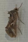 Autographa gamma