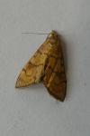 Anania verbascalis