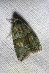 Cryphia algae